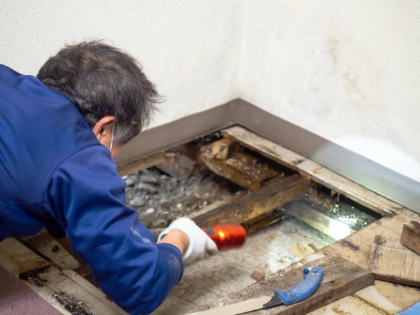Attic Mold Removal in Kotzebue, AK