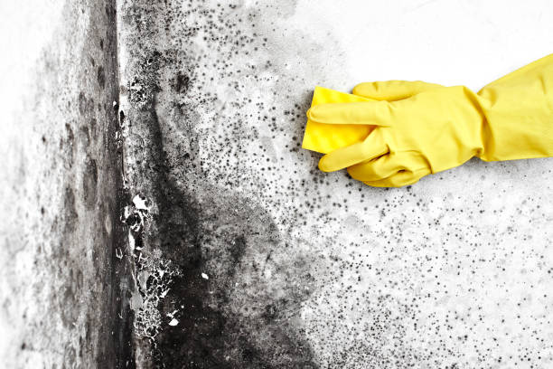 Best Crawl Space Mold Removal  in Kotzebue, AK