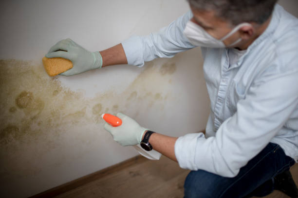 Home Mold Removal in Kotzebue, AK