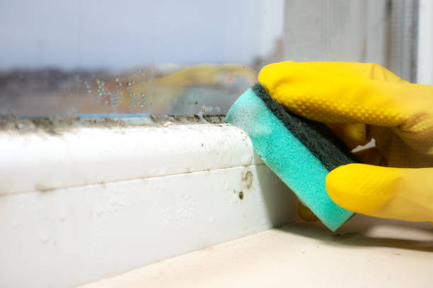 Best Mold Damage Repair  in Kotzebue, AK