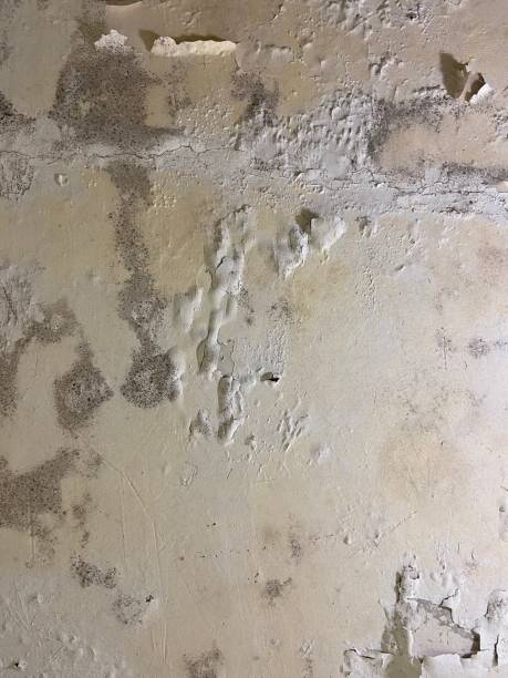 Best Mold Testing  in Kotzebue, AK