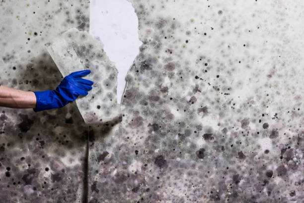 Best Mold Remediation  in Kotzebue, AK